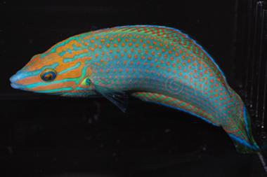Grey Head Wrasse