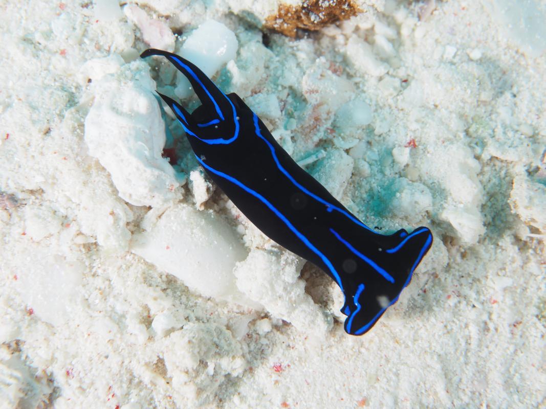 Blue Velvet Sea Slug