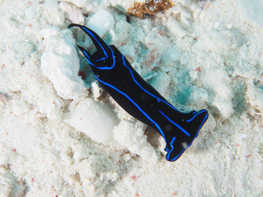 Blue Velvet Sea Slug