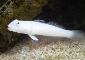 White Sleeper Goby