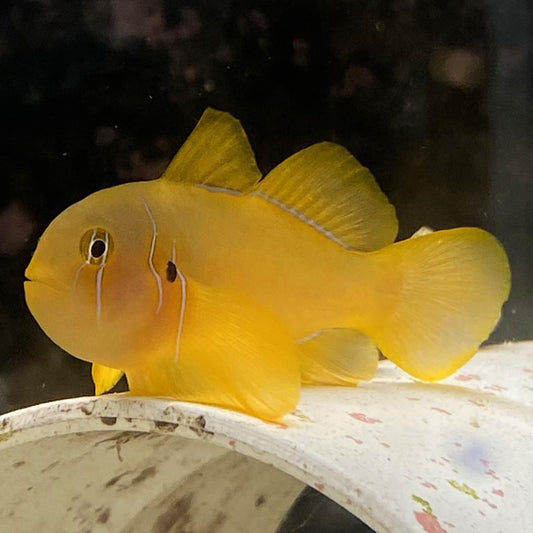 Citron Clown Goby