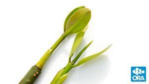 ORA Sprouted Red Mangrove