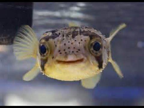 Porcupine Pufferfish