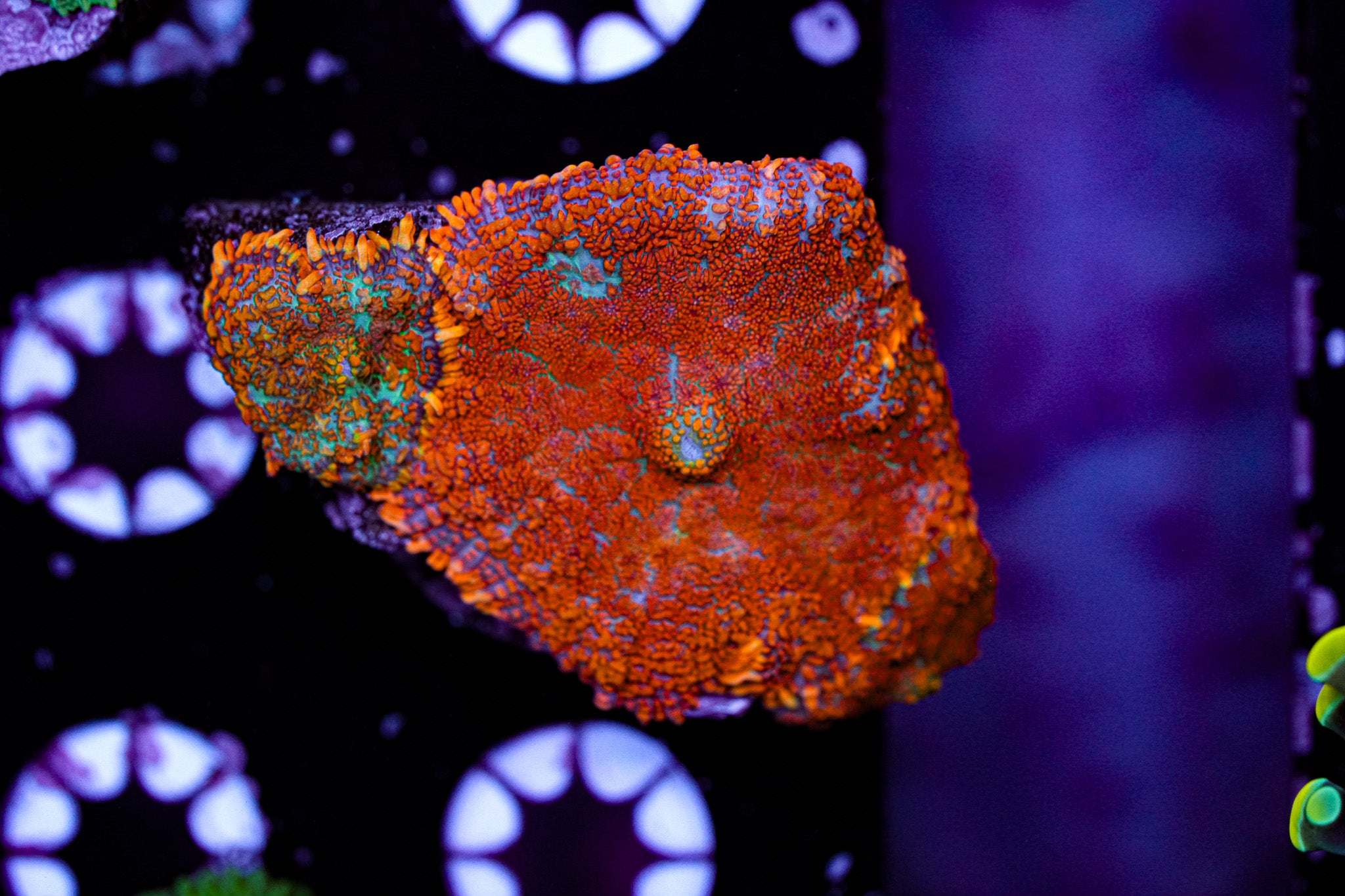 Fire Rhodacris Shroom