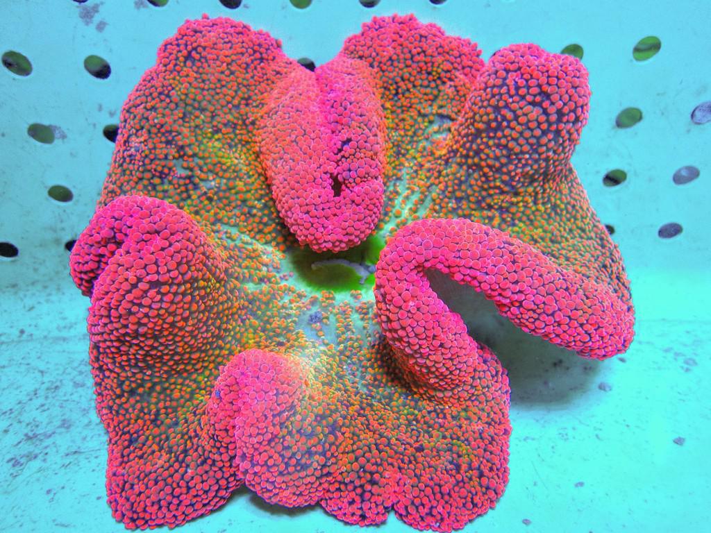 Red Rainbow Haddoni Carpet Anemone