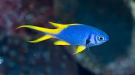 Indigo Chromis