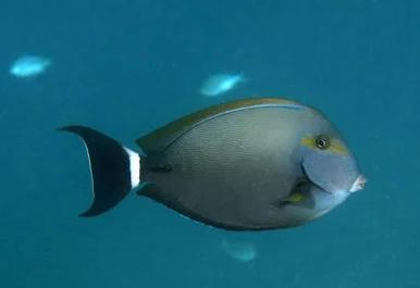 Fine Line Tang