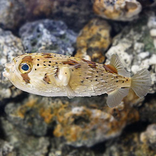 Porcupine Pufferfish XL