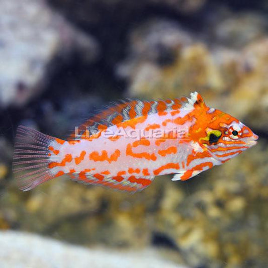 Chaoti Red Leopard Wrasse