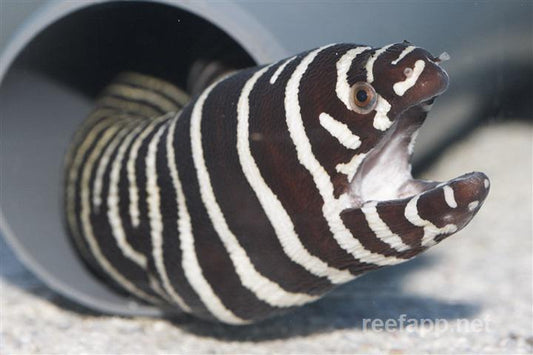 Zebra Moray Eel