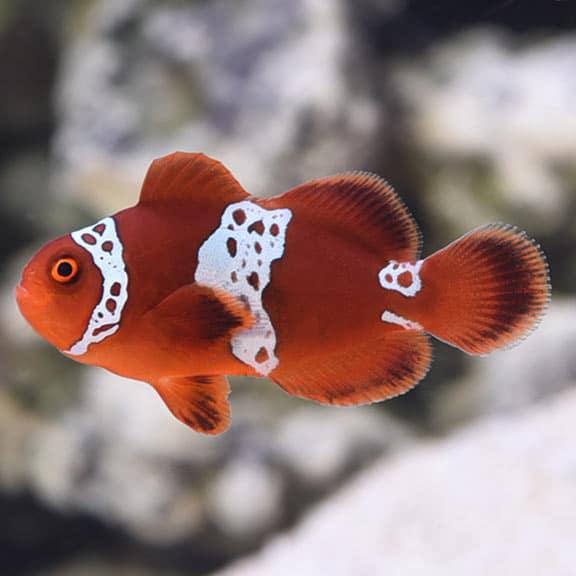 White Lightning Maroon Clownfish