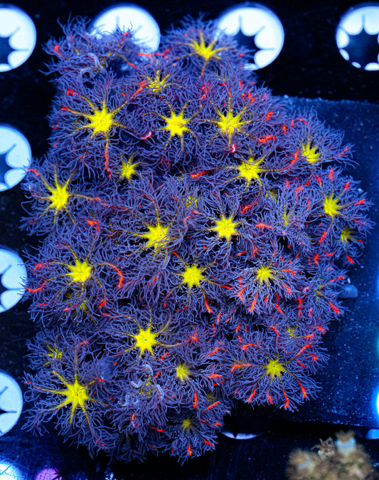 XL Aquacultured Firework Cloves