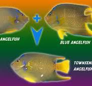 Townsend Angelfish