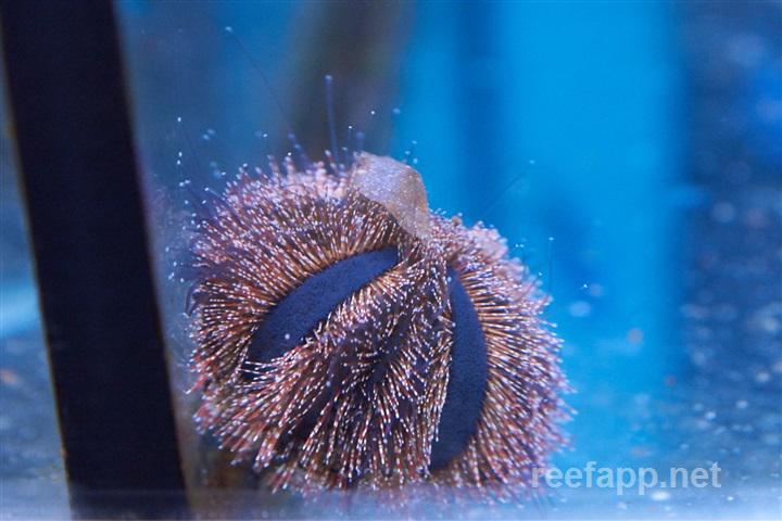 Tuxedo Urchin