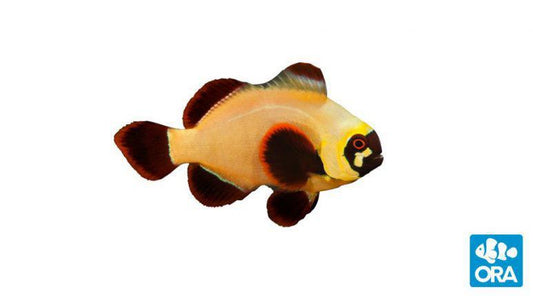 ORA Gold Nugget Maroon Clownfish