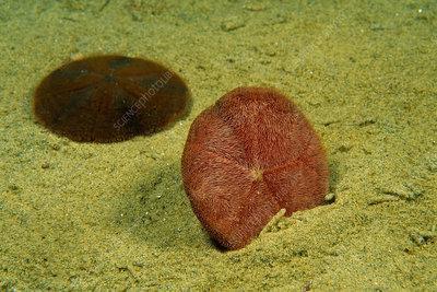 Sand Dollar