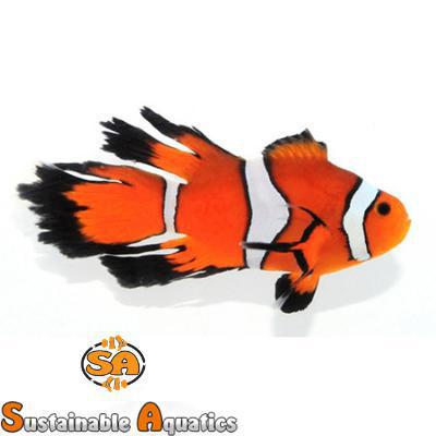 Fancy Longfin Clownfish