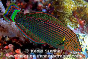 Dusky Wrasse