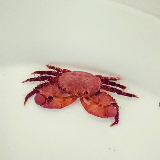 Ruby Emerald Crab