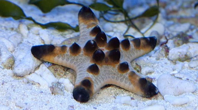 Chocolate Chip Star