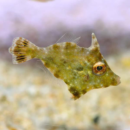 Aiptasia Eating Filefish L
