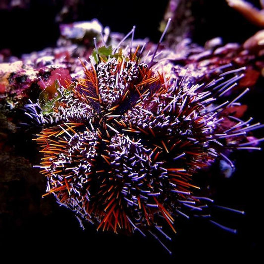 Halloween Urchin