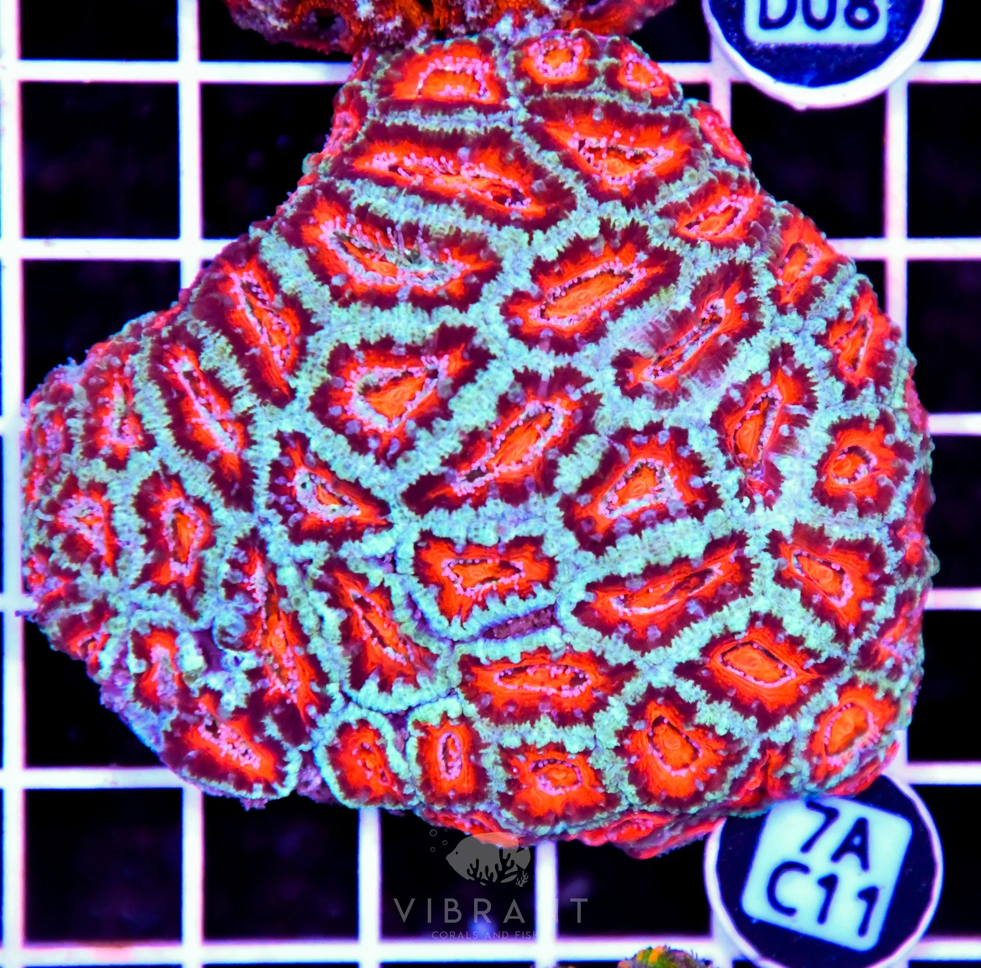 Acan Lord AUS