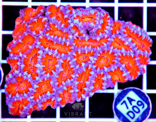 Acan Lord AUS