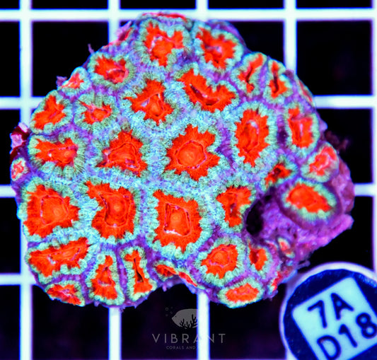 Acan Lord AUS