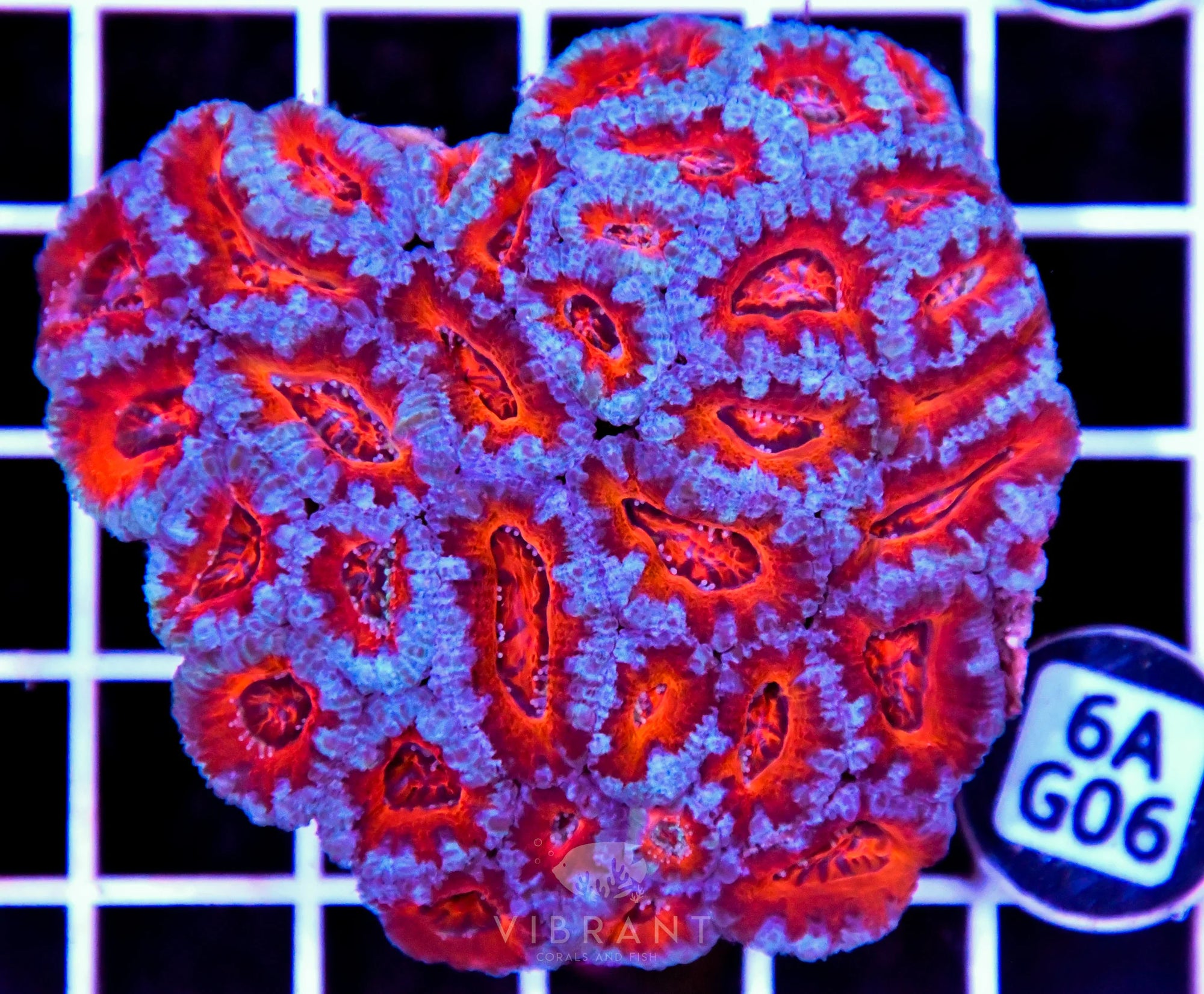 Acan Lord AUS