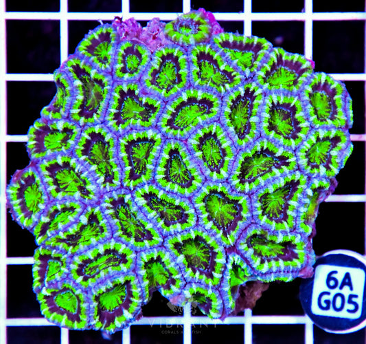 Acan Lord AUS