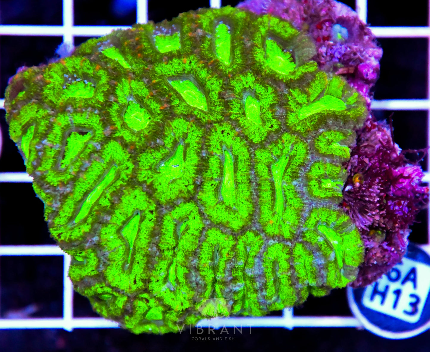Acan Lord AUS