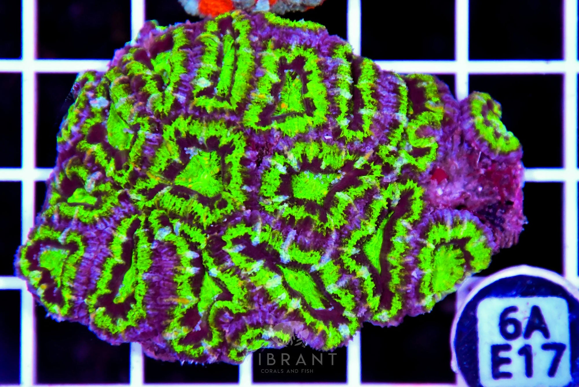 Acan Lord AUS