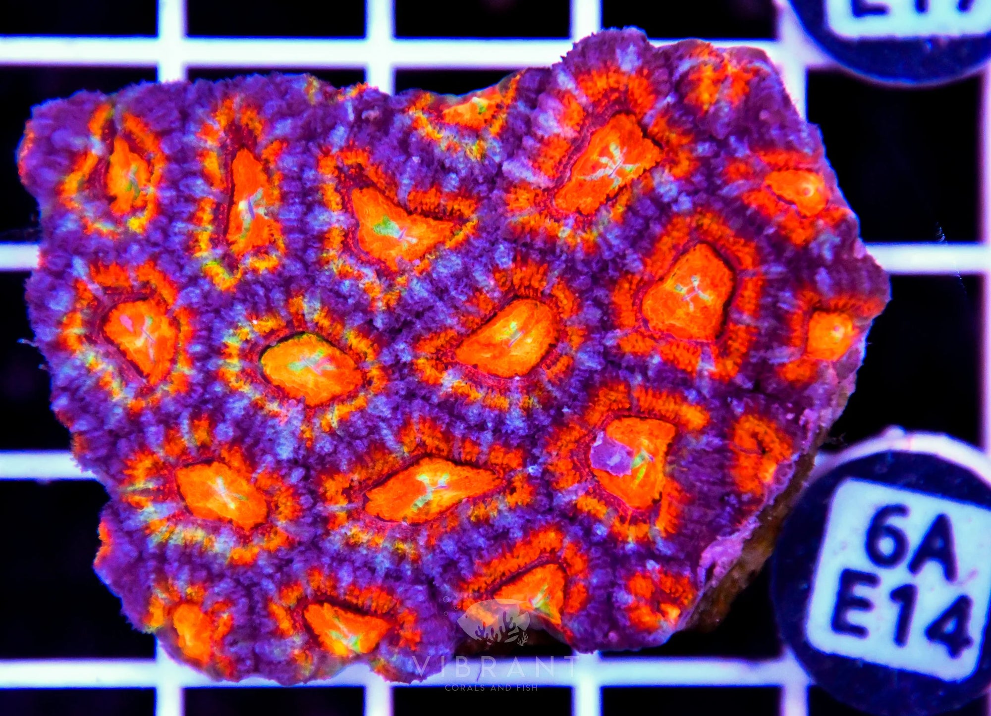 Acan Lord AUS