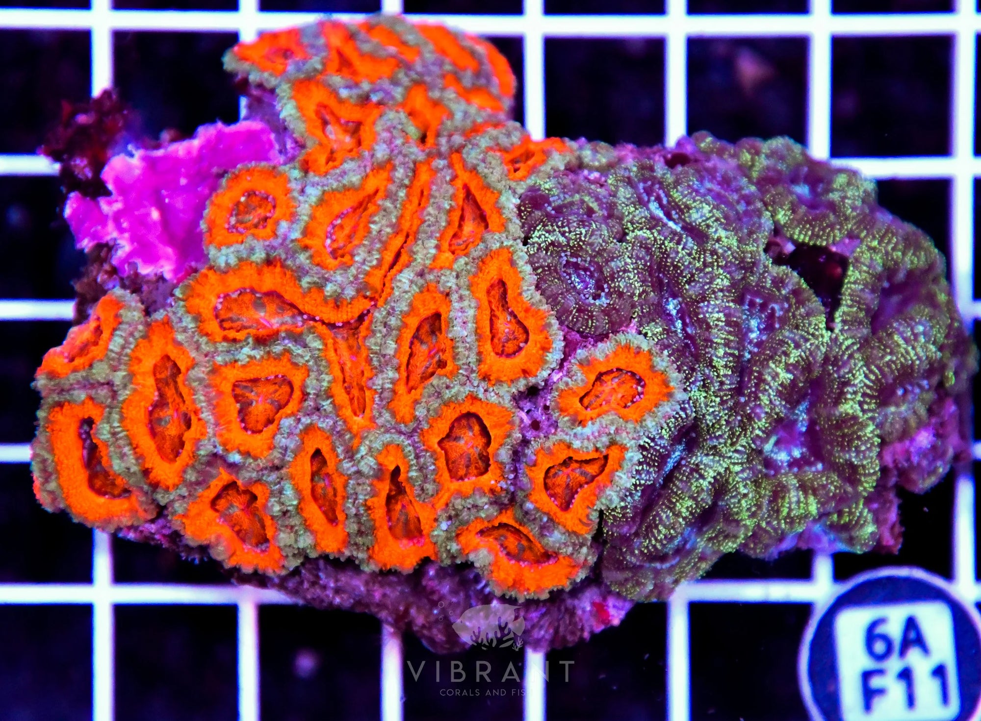 Acan Lord AUS