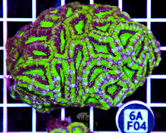 Acan Lord AUS
