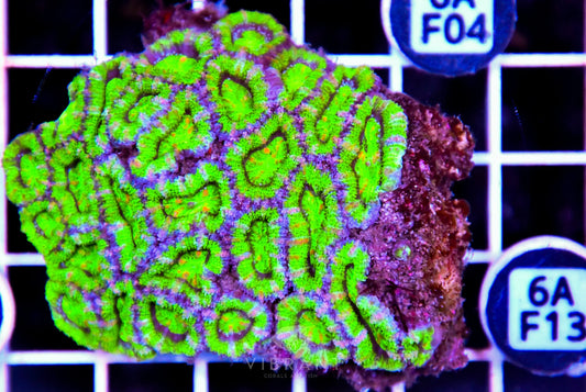 Acan Lord AUS
