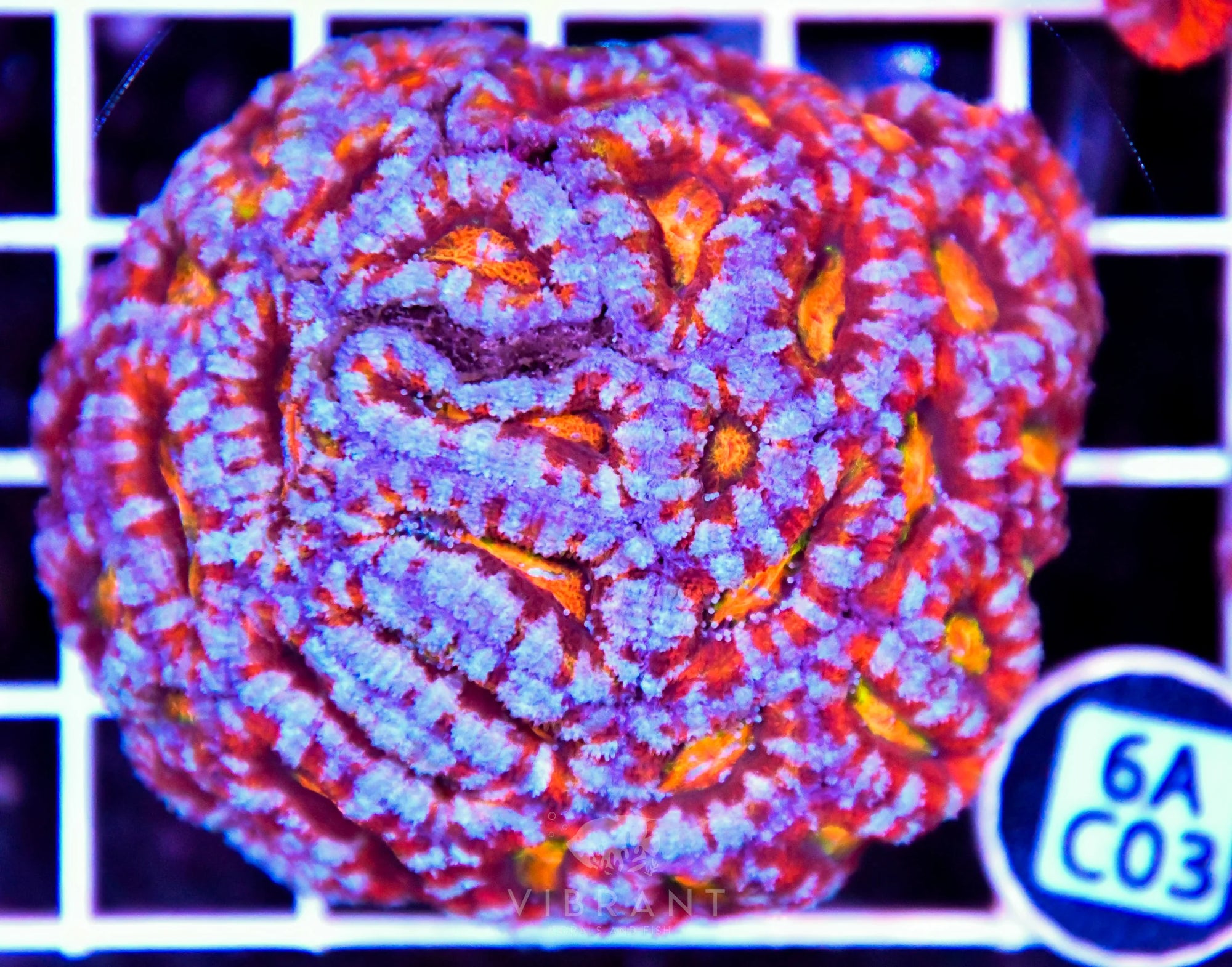 Acan Lord AUS