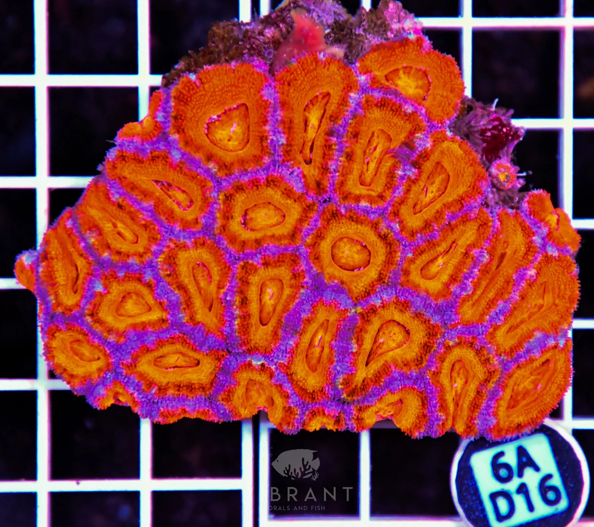 Acan Lord AUS