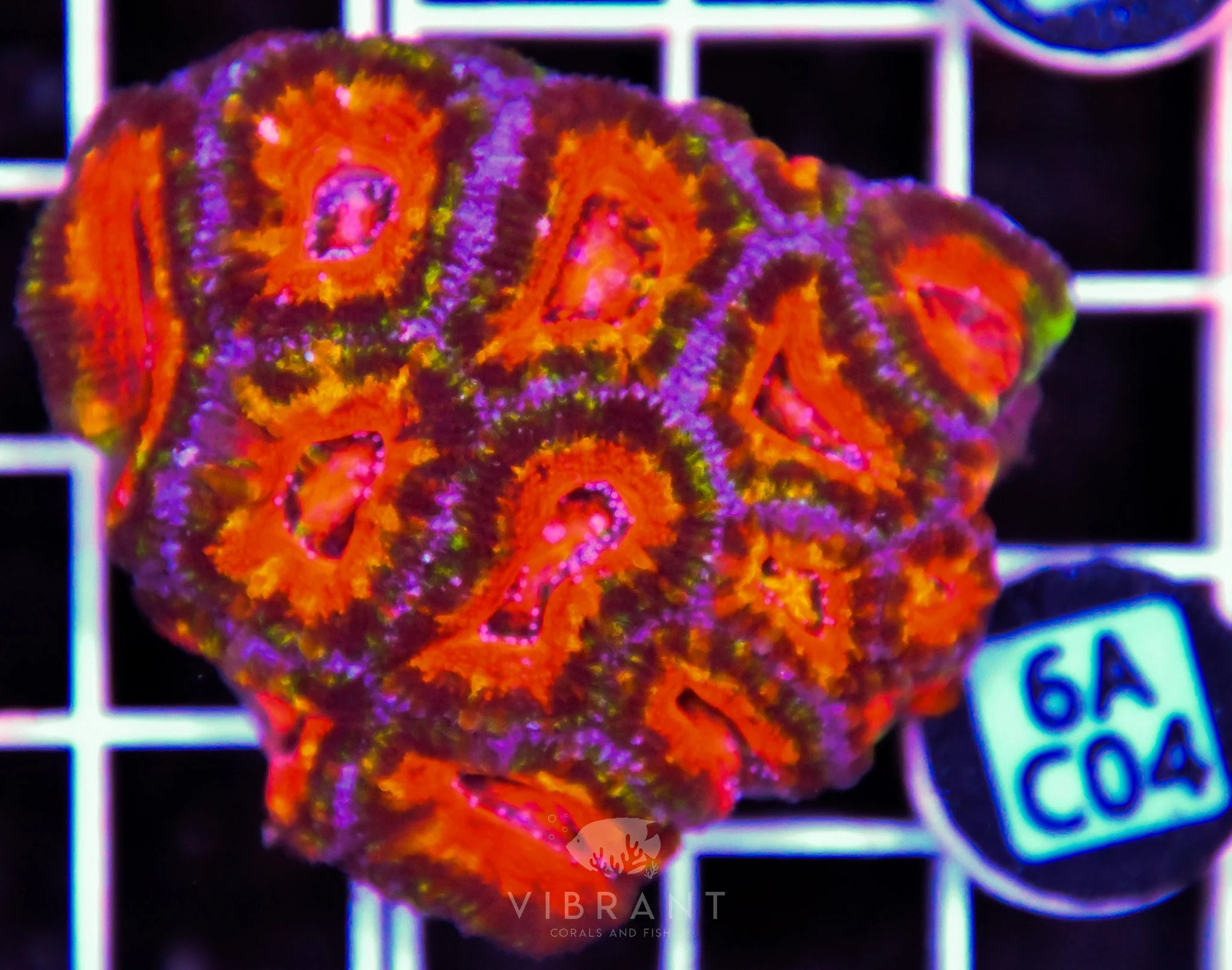 Acan Lord AUS