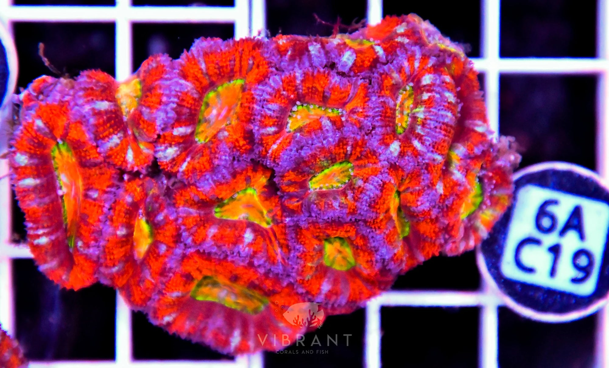 Acan Lord AUS