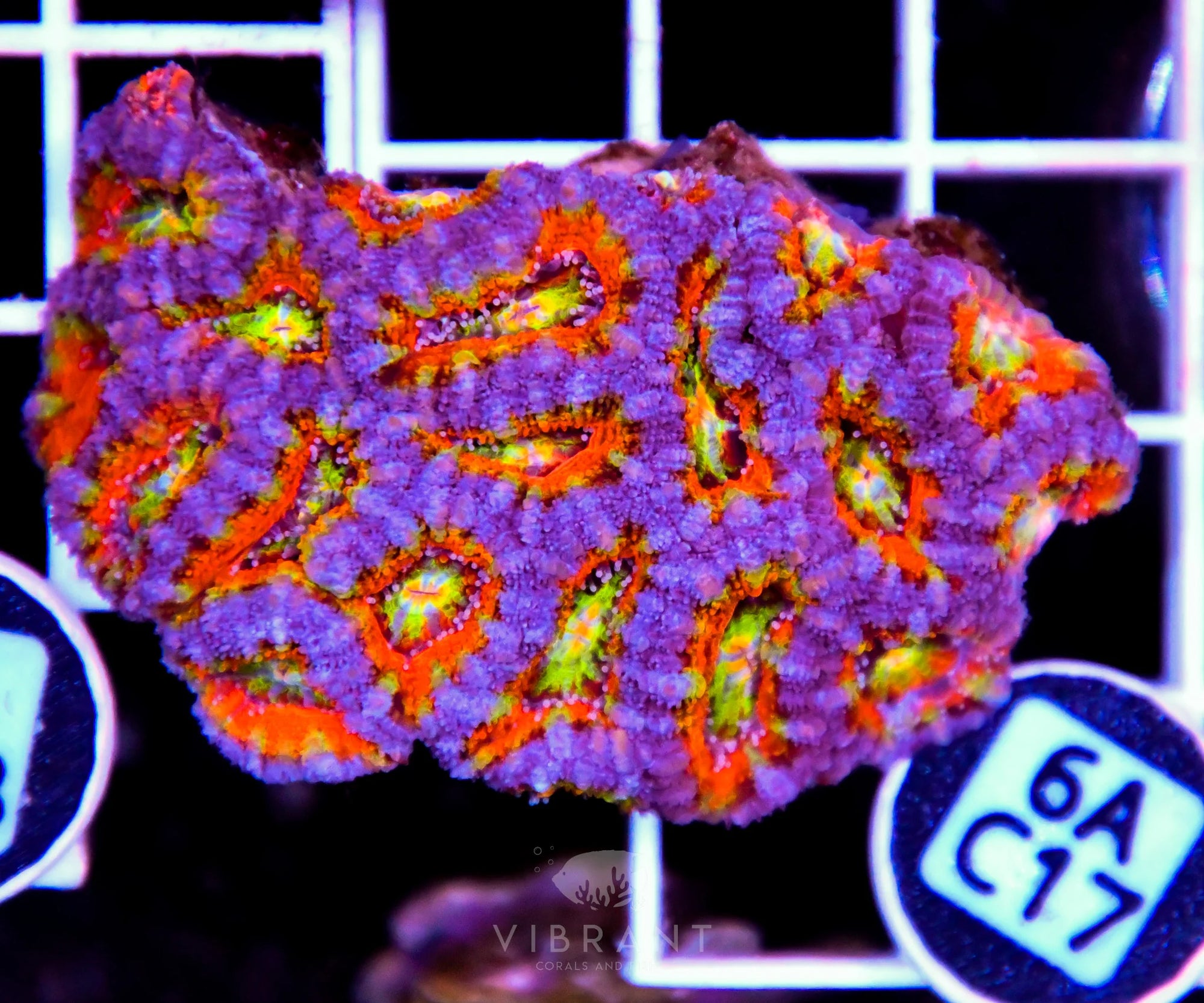 Acan Lord AUS