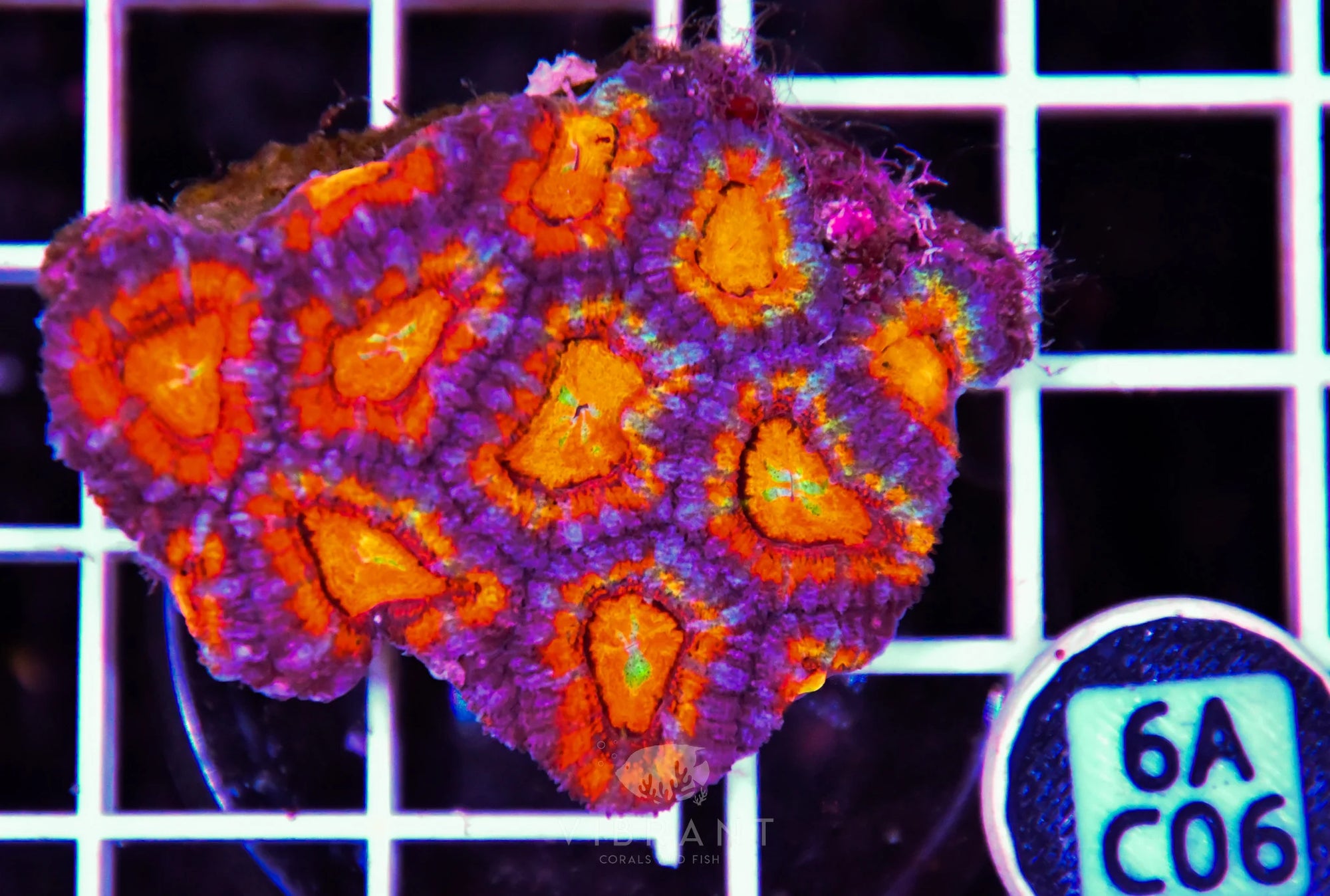 Acan Lord AUS