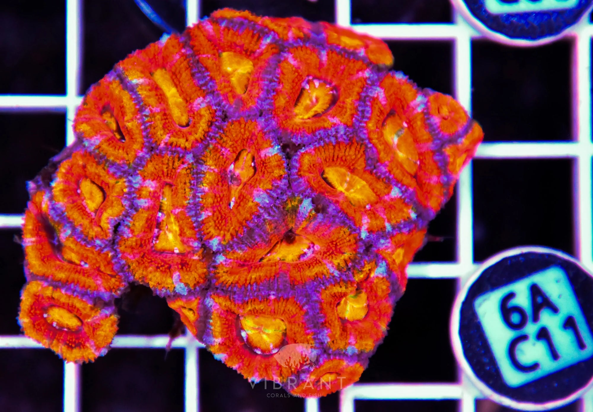Acan Lord AUS