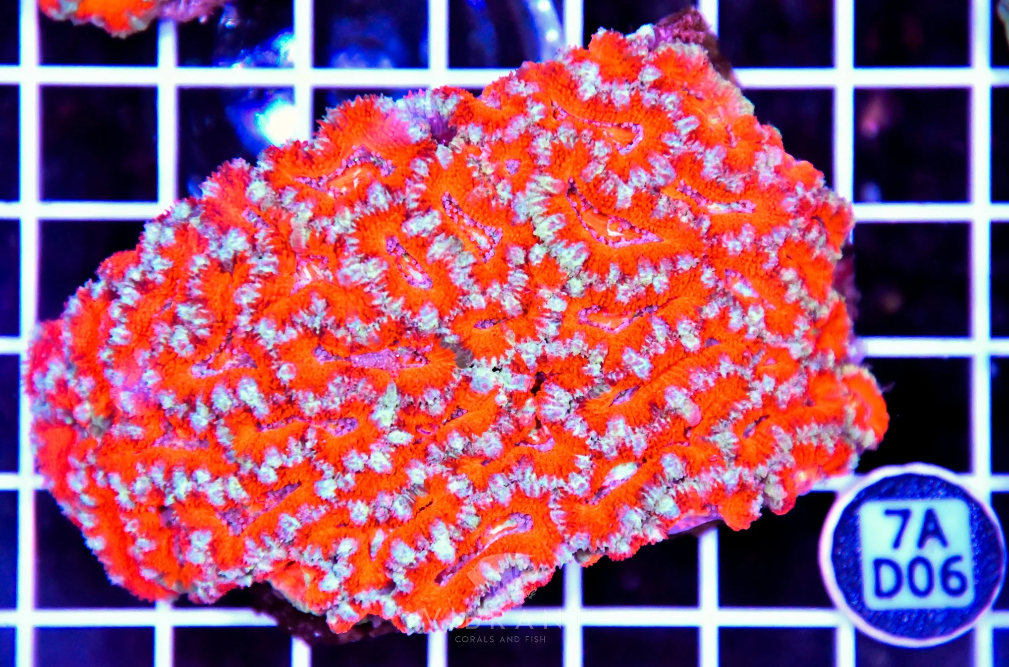 Acan Lord AUS