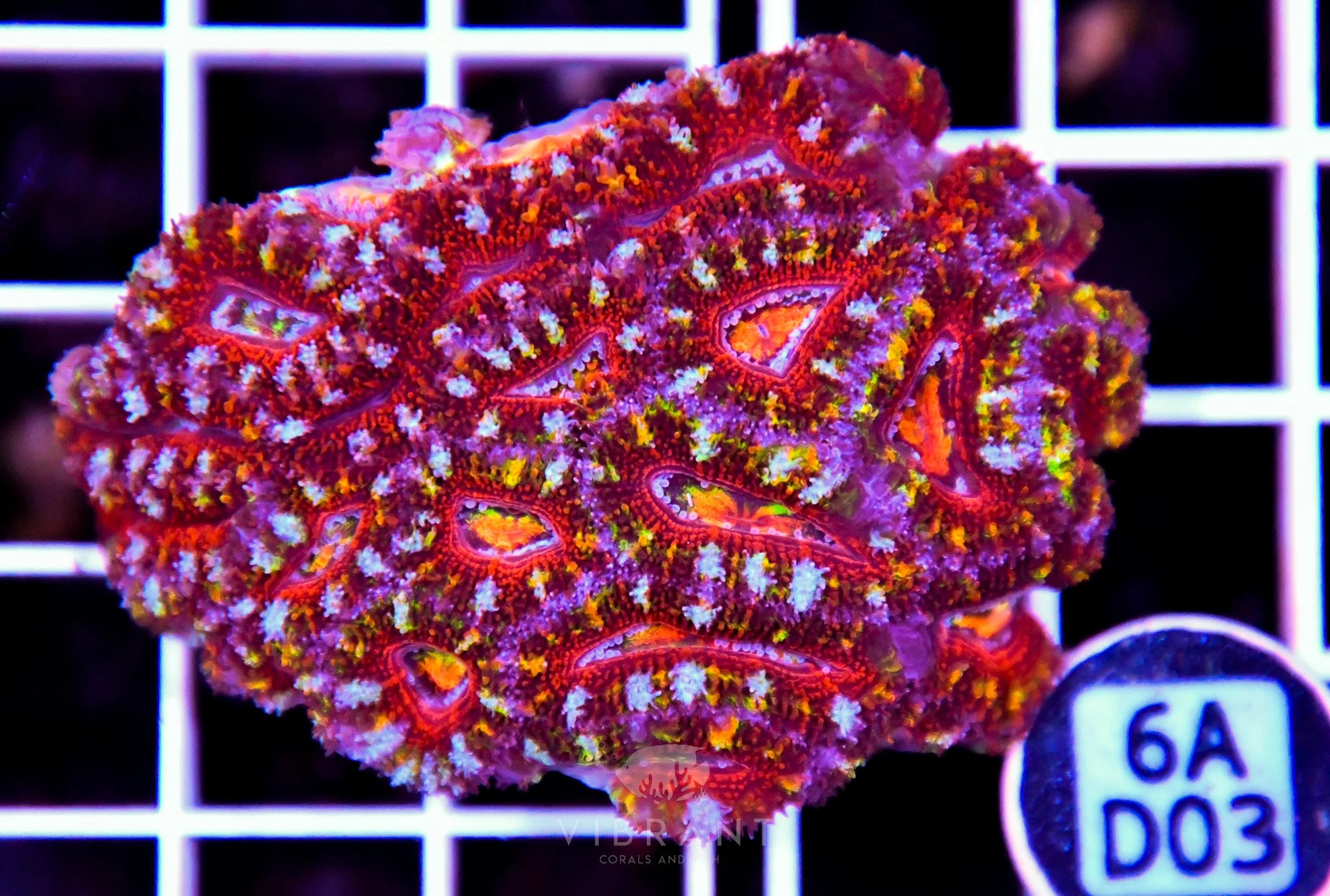 Acan Lord AUS