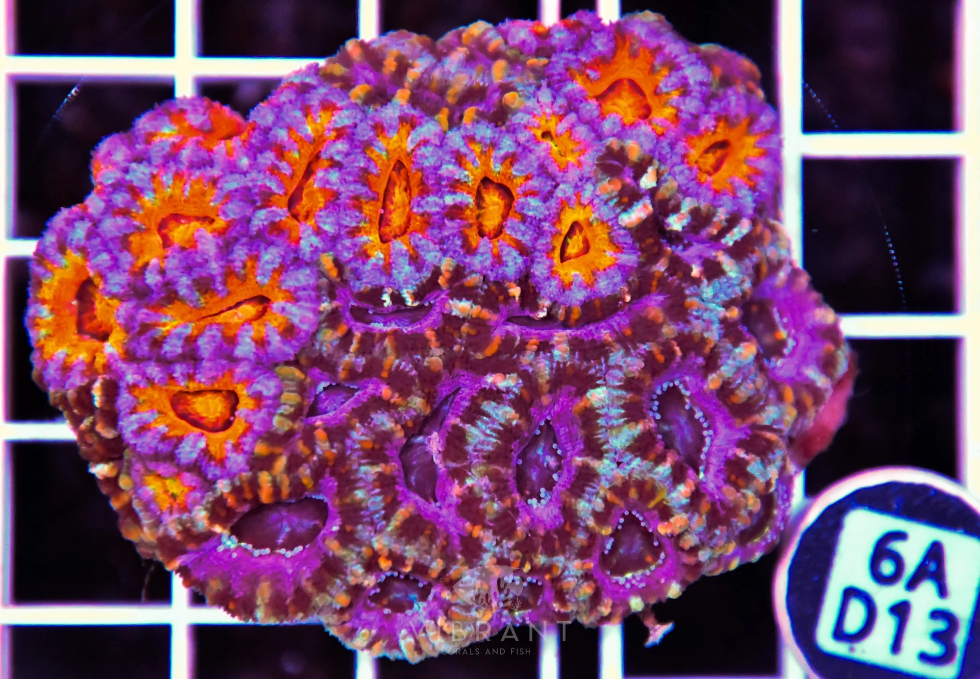 Acan Lord AUS