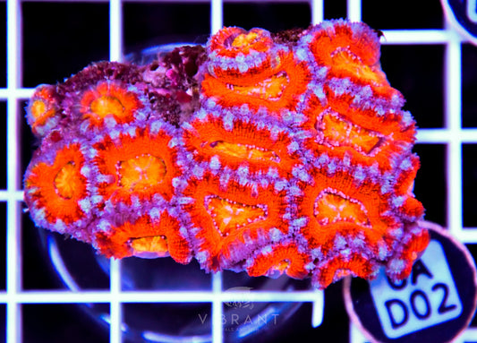 Acan Lord AUS