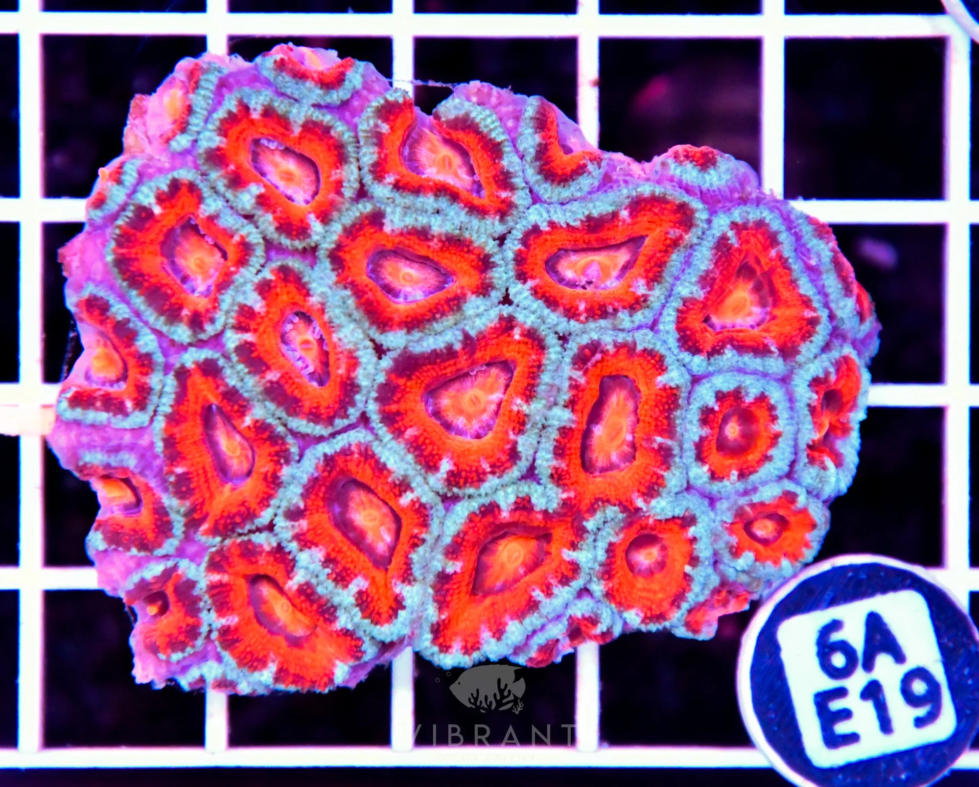 Acan Lord AUS