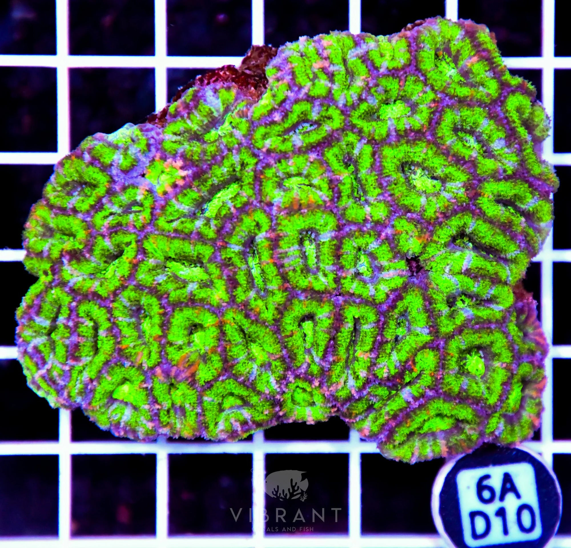 Acan Lord AUS
